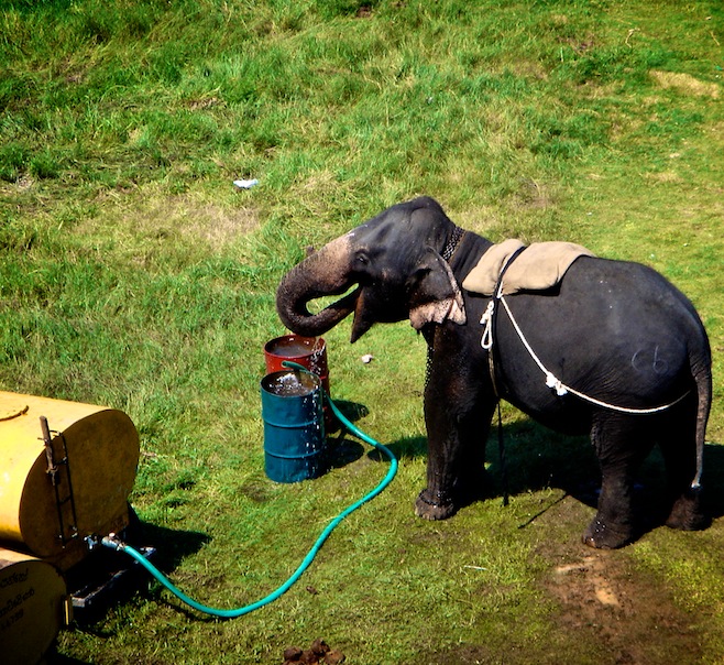 Elephant Polo Break